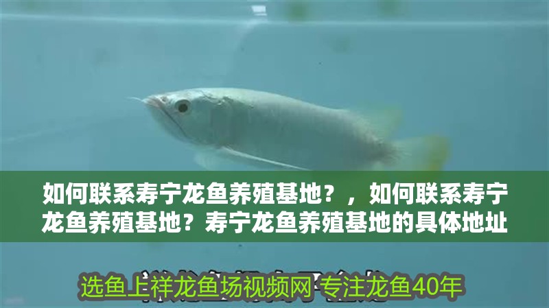 如何聯(lián)系壽寧龍魚(yú)養(yǎng)殖基地？，如何聯(lián)系壽寧龍魚(yú)養(yǎng)殖基地？壽寧龍魚(yú)養(yǎng)殖基地的具體地址