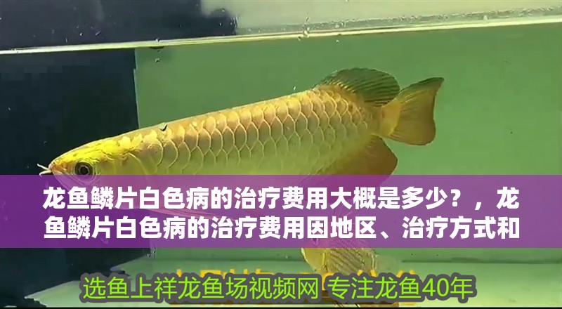 龍魚鱗片白色病的治療費(fèi)用大概是多少？，龍魚鱗片白色病的治療費(fèi)用因地區(qū)、治療方式和龍魚的健康狀況而異