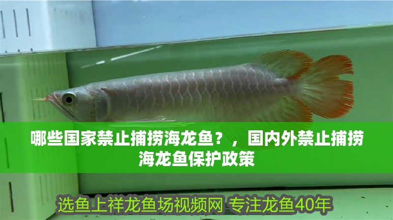 哪些國家禁止捕撈海龍魚？，國內外禁止捕撈海龍魚保護政策