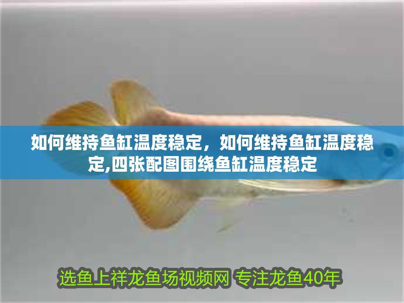 如何維持魚缸溫度穩定，如何維持魚缸溫度穩定,四張配圖圍繞魚缸溫度穩定 如何維持魚缸溫度穩定，如何維持魚缸溫度穩定,四張配圖圍繞魚缸溫度穩定 龍魚百科