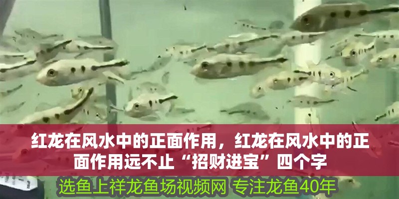 紅龍在風(fēng)水中的正面作用，紅龍在風(fēng)水中的正面作用遠(yuǎn)不止“招財進(jìn)寶”四個字