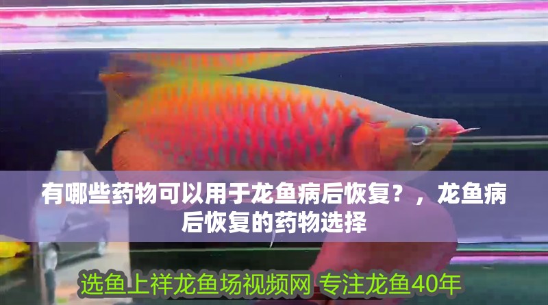 有哪些藥物可以用于龍魚病后恢復？，龍魚病后恢復的藥物選擇