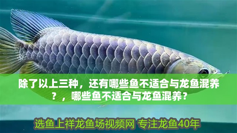 除了以上三種，還有哪些魚不適合與龍魚混養？，哪些魚不適合與龍魚混養？
