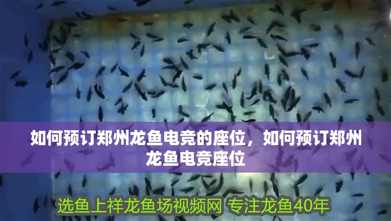 如何預訂鄭州龍魚電競的座位，如何預訂鄭州龍魚電競座位