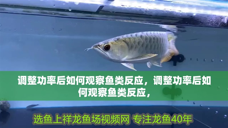 調整功率后如何觀察魚類反應，調整功率后如何觀察魚類反應， 調整功率后如何觀察魚類反應，調整功率后如何觀察魚類反應， 龍魚百科