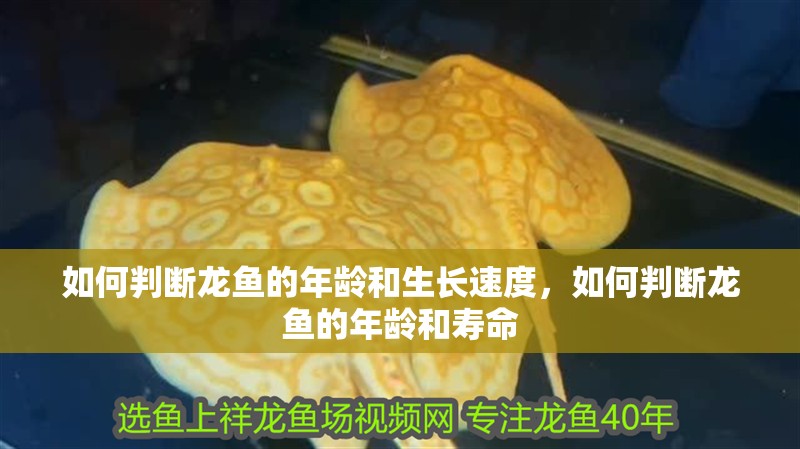 如何判斷龍魚的年齡和生長速度，如何判斷龍魚的年齡和壽命 如何判斷龍魚的年齡和生長速度，如何判斷龍魚的年齡和壽命 龍魚百科