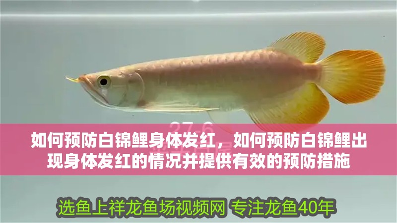 如何預(yù)防白錦鯉身體發(fā)紅，如何預(yù)防白錦鯉出現(xiàn)身體發(fā)紅的情況并提供有效的預(yù)防措施