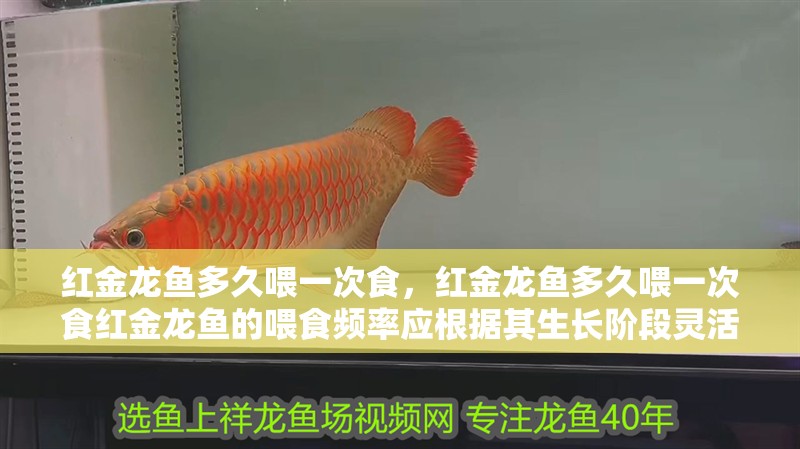 紅金龍魚多久喂一次食，紅金龍魚多久喂一次食紅金龍魚的喂食頻率應根據其生長階段靈活調整