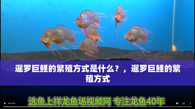 魚缸用增氧泵價(jià)格是多少:魚缸增氧機(jī)-xtrac增氧機(jī)-xtrac增氧機(jī) 暹羅巨鯉的繁殖方式是什么?,暹羅巨鯉的繁殖方式 龍魚百科 暹羅巨鯉的繁殖方式是什么?,暹羅巨鯉的繁殖方式 暹羅巨鯉的繁殖方式是什么?,暹羅巨鯉的繁殖方式 龍魚百科