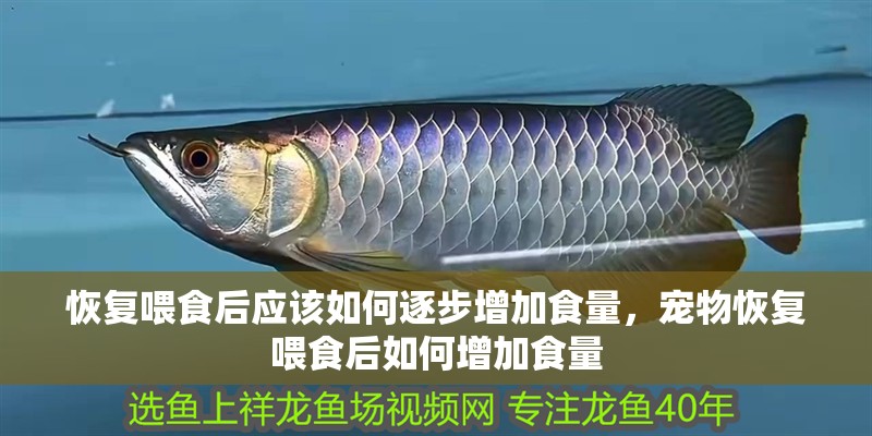 恢復喂食后應該如何逐步增加食量，寵物恢復喂食后如何增加食量