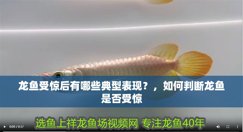 龍魚受驚后有哪些典型表現(xiàn)？，如何判斷龍魚是否受驚 龍魚受驚后有哪些典型表現(xiàn)？，如何判斷龍魚是否受驚 龍魚百科