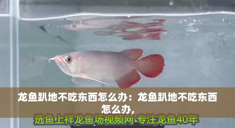 龍魚趴地不吃東西怎么辦：龍魚趴地不吃東西怎么辦,
