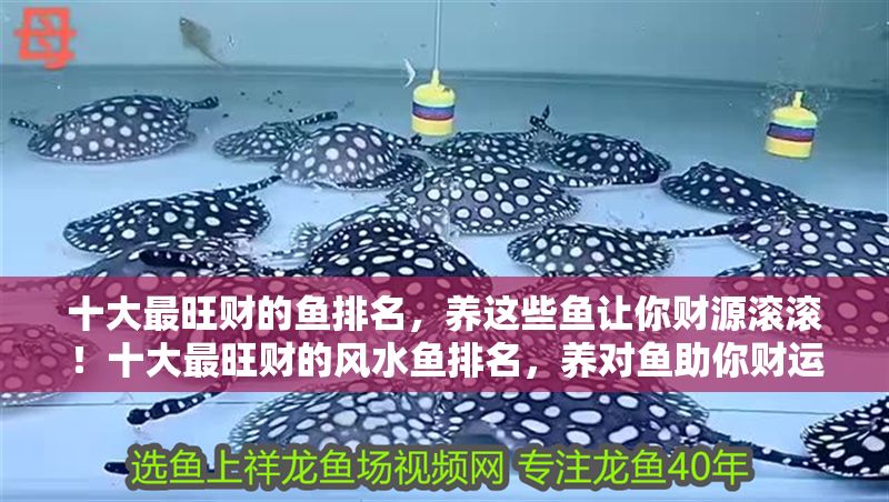 十大最旺財的魚排名，養這些魚讓你財源滾滾！十大最旺財的風水魚排名，養對魚助你財運亨通！