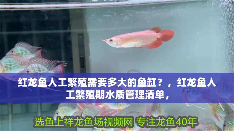 紅龍魚人工繁殖需要多大的魚缸？，紅龍魚人工繁殖期水質管理清單， 紅龍魚人工繁殖需要多大的魚缸？，紅龍魚人工繁殖期水質管理清單， 龍魚百科