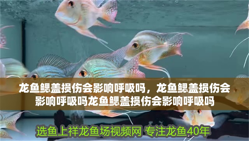 龍魚鰓蓋損傷會影響呼吸嗎，龍魚鰓蓋損傷會影響呼吸嗎龍魚鰓蓋損傷會影響呼吸嗎