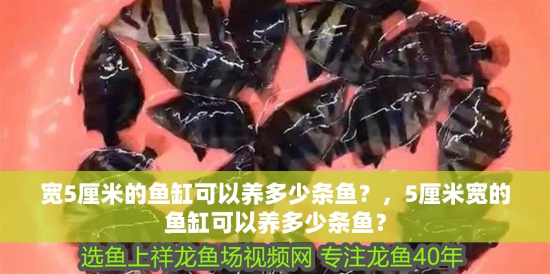 寬5厘米的魚缸可以養(yǎng)多少條魚？，5厘米寬的魚缸可以養(yǎng)多少條魚？ 寬5厘米的魚缸可以養(yǎng)多少條魚？，5厘米寬的魚缸可以養(yǎng)多少條魚？ 龍魚百科