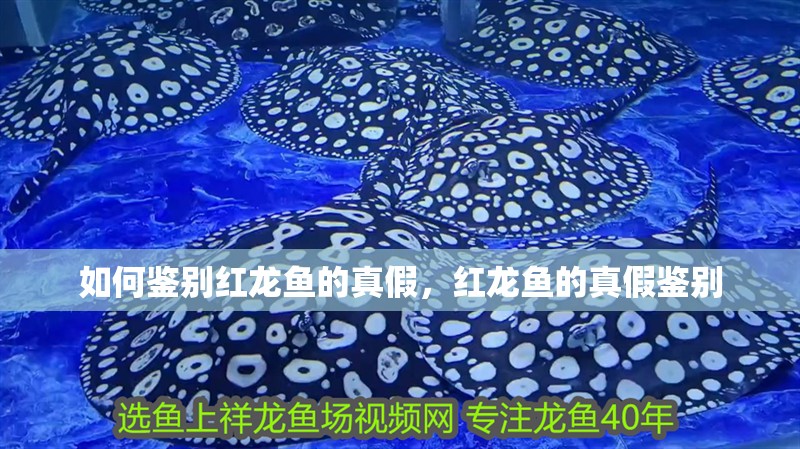如何鑒別紅龍魚的真假，紅龍魚的真假鑒別 如何鑒別紅龍魚的真假，紅龍魚的真假鑒別 龍魚百科