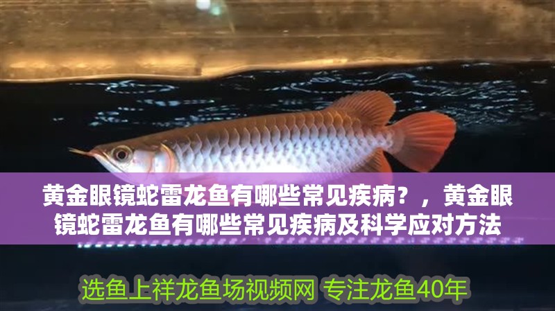 黃金眼鏡蛇雷龍魚有哪些常見疾病？，黃金眼鏡蛇雷龍魚有哪些常見疾病及科學(xué)應(yīng)對方法 黃金眼鏡蛇雷龍魚有哪些常見疾病？，黃金眼鏡蛇雷龍魚有哪些常見疾病及科學(xué)應(yīng)對方法 龍魚百科