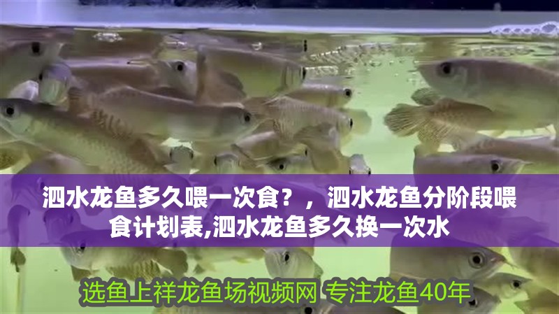 泗水龍魚多久喂一次食？，泗水龍魚分階段喂食計劃表,泗水龍魚多久換一次水
