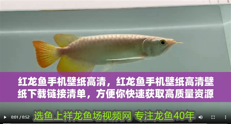 紅龍魚手機壁紙高清，紅龍魚手機壁紙高清壁紙下載鏈接清單，方便你快速獲取高質量資源