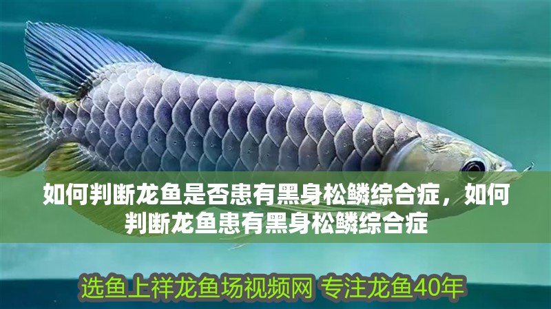 如何判斷龍魚是否患有黑身松鱗綜合癥，如何判斷龍魚患有黑身松鱗綜合癥 如何判斷龍魚是否患有黑身松鱗綜合癥，如何判斷龍魚患有黑身松鱗綜合癥 龍魚百科
