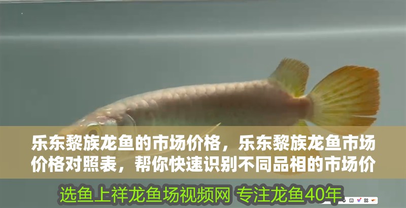 樂東黎族龍魚的市場價格，樂東黎族龍魚市場價格對照表，幫你快速識別不同品相的市場價位