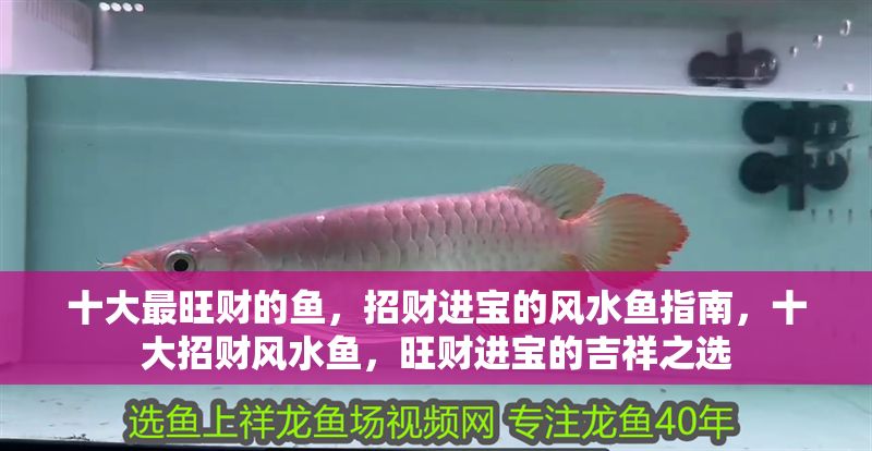 十大最旺財的魚，招財進寶的風水魚指南，十大招財風水魚，旺財進寶的吉祥之選 十大最旺財的魚，招財進寶的風水魚指南，十大招財風水魚，旺財進寶的吉祥之選 龍魚百科 第1張