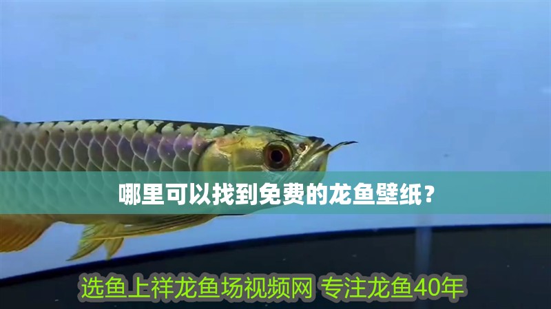 哪里可以找到免費的龍魚壁紙？