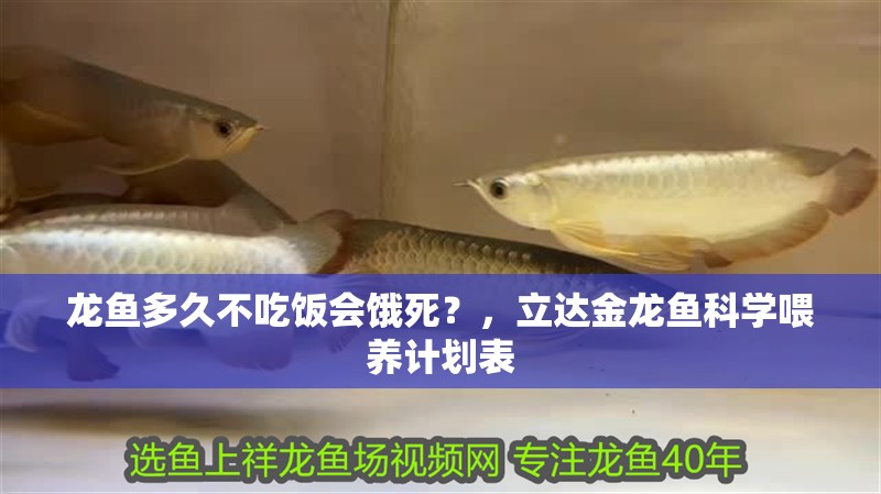 魚缸過濾器選購指南:自制魚缸過濾器魚缸上置過濾器對于養魚愛好者的必備知識 龍魚多久不吃飯會餓死?,立達金龍魚科學喂養計劃表 龍魚百科 龍魚多久不吃飯會餓死?,立達金龍魚科學喂養計劃表 龍魚多久不吃飯會餓死?,立達金龍魚科學喂養計劃表 龍魚百科