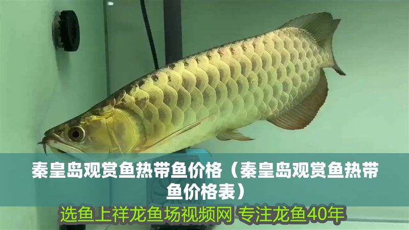 秦皇島觀賞魚熱帶魚價格（秦皇島觀賞魚熱帶魚價格表）