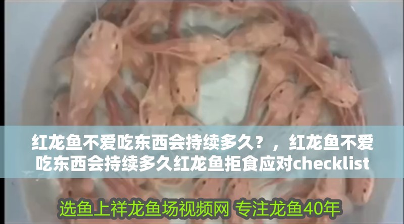 紅龍魚不愛吃東西會持續多久？，紅龍魚不愛吃東西會持續多久紅龍魚拒食應對checklist