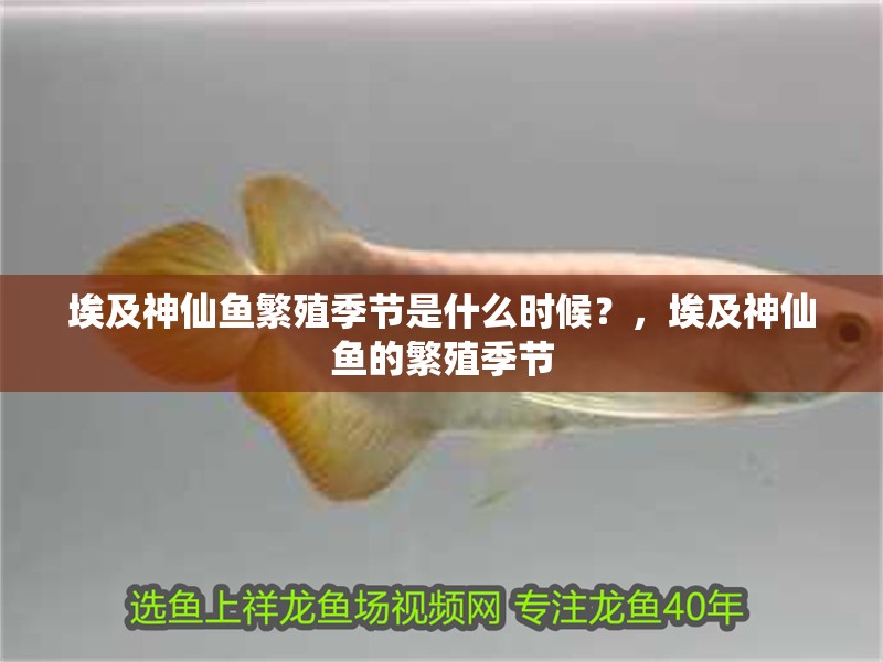 埃及神仙魚繁殖季節是什么時候？，埃及神仙魚的繁殖季節