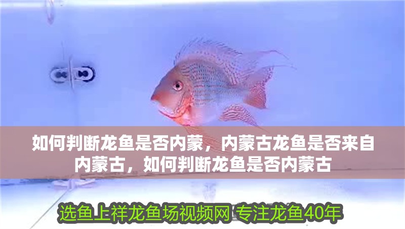 如何判斷龍魚(yú)是否內(nèi)蒙，內(nèi)蒙古龍魚(yú)是否來(lái)自內(nèi)蒙古，如何判斷龍魚(yú)是否內(nèi)蒙古