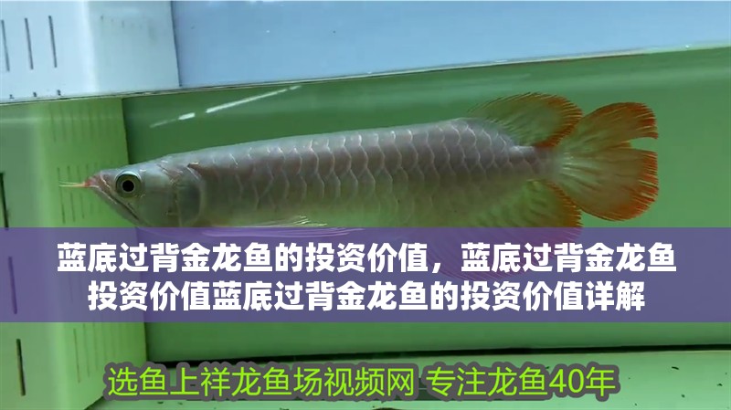鸚鵡魚和銀龍魚混養怎樣喂食 藍底過背金龍魚的投資價值,藍底過背金龍魚投資價值藍底過背金龍魚的投資價值詳解 龍魚百科 藍底過背金龍魚的投資價值,藍底過背金龍魚投資價值藍底過背金龍魚的投資價值詳解 藍底過背金龍魚的投資價值,藍底過背金龍魚投資價值藍底過背金龍魚的投資價值詳解 龍魚百科