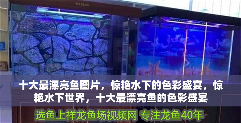 十大最漂亮魚圖片，驚艷水下的色彩盛宴，驚艷水下世界，十大最漂亮魚的色彩盛宴