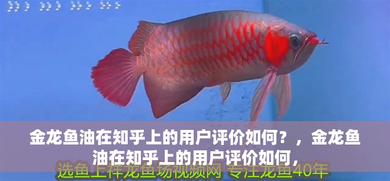 金龍魚油在知乎上的用戶評價如何？，金龍魚油在知乎上的用戶評價如何，