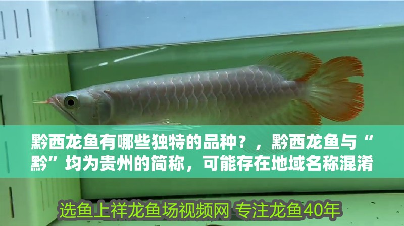 <strong><mark>黔西</mark></strong>龍魚有哪些獨特的品種？，<strong><mark>黔西</mark></strong>龍魚與“黔”均為貴州的簡稱，可能存在地域名稱混淆