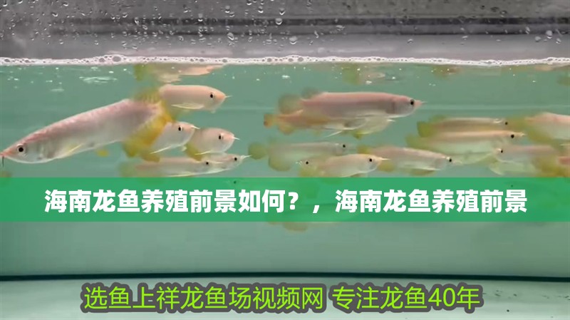 魚缸用增氧泵價格是多少:魚缸增氧機-xtrac增氧機-xtrac增氧機 海南龍魚養殖前景如何?,海南龍魚養殖前景 龍魚百科 海南龍魚養殖前景如何?,海南龍魚養殖前景 海南龍魚養殖前景如何?,海南龍魚養殖前景 龍魚百科