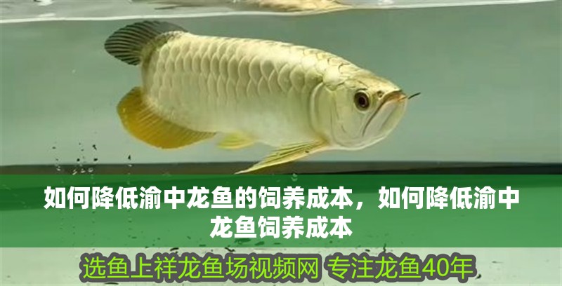 如何降低渝中龍魚的飼養成本，如何降低渝中龍魚飼養成本