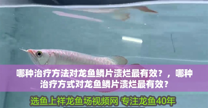 哪種治療方法對龍魚鱗片潰爛最有效？，哪種治療方式對龍魚鱗片潰爛最有效？ 哪種治療方法對龍魚鱗片潰爛最有效？，哪種治療方式對龍魚鱗片潰爛最有效？ 龍魚百科
