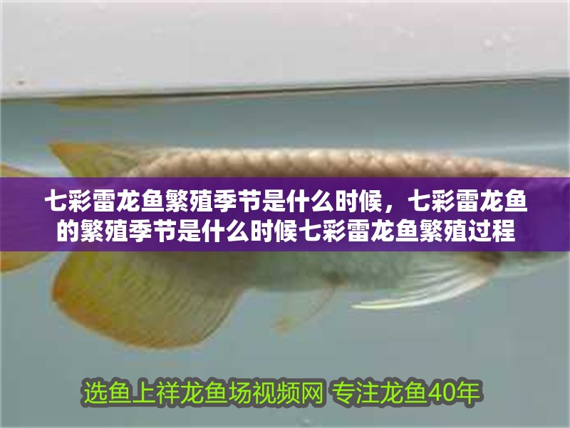 七彩雷龍魚繁殖季節是什么時候，七彩雷龍魚的繁殖季節是什么時候七彩雷龍魚繁殖過程