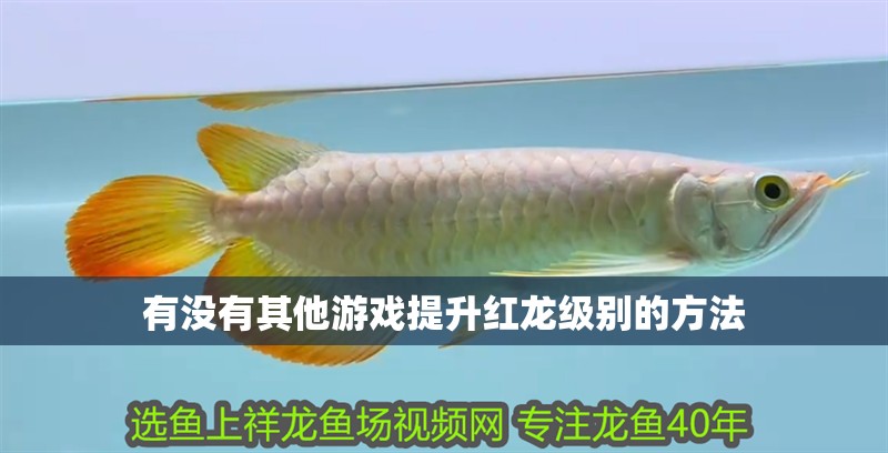 有沒有其他游戲提升紅龍級別的方法