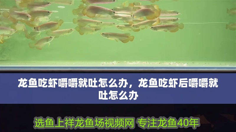 龍魚吃蝦嚼嚼就吐怎么辦，龍魚吃蝦后嚼嚼就吐怎么辦
