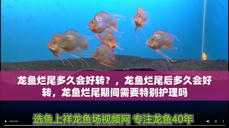 龍魚爛尾多久會好轉(zhuǎn)？，龍魚爛尾后多久會好轉(zhuǎn)，龍魚爛尾期間需要特別護(hù)理嗎