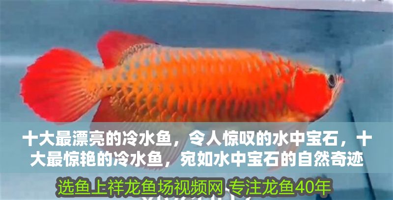 十大最漂亮的冷水魚，令人驚嘆的水中寶石，十大最驚艷的冷水魚，宛如水中寶石的自然奇跡