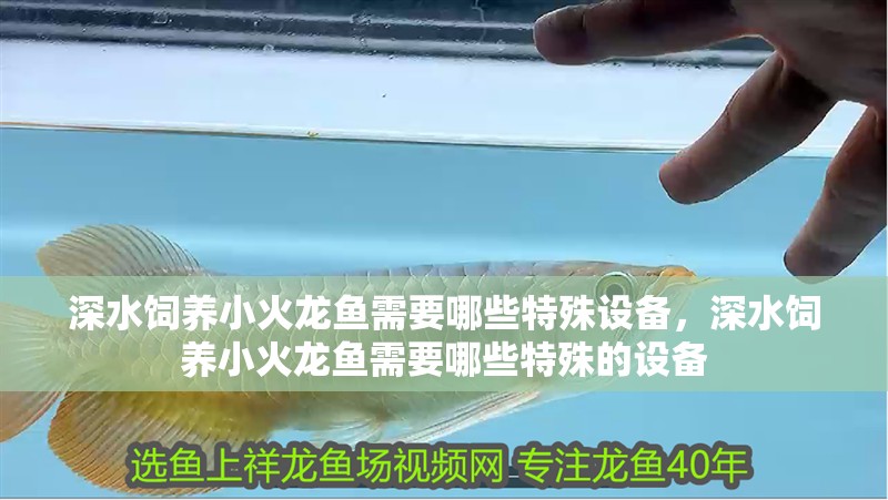 深水飼養小火龍魚需要哪些特殊設備，深水飼養小火龍魚需要哪些特殊的設備