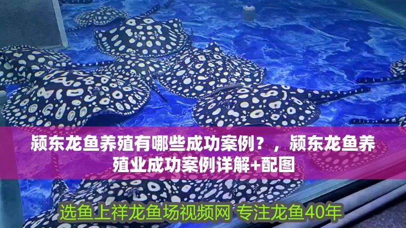 潁東龍魚養殖有哪些成功案例？，潁東龍魚養殖業成功案例詳解+配圖