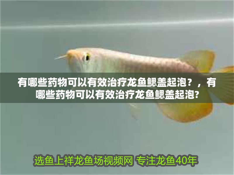 有哪些藥物可以有效治療龍魚鰓蓋起泡？，有哪些藥物可以有效治療龍魚鰓蓋起泡?