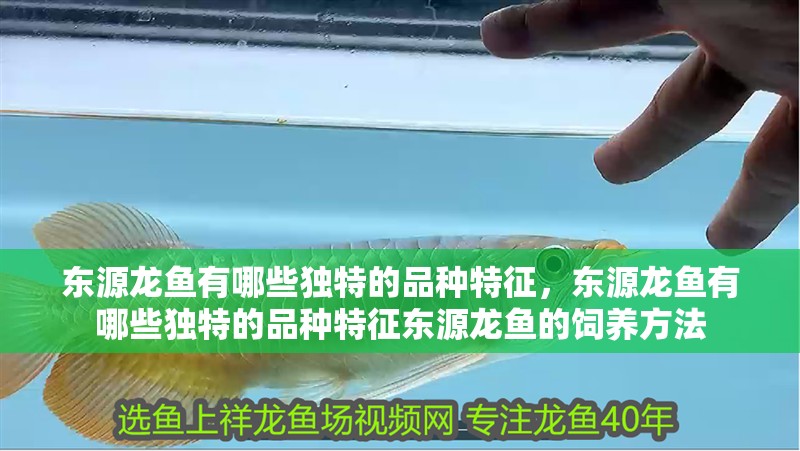 東源龍魚有哪些獨特的品種特征，東源龍魚有哪些獨特的品種特征東源龍魚的飼養(yǎng)方法 東源龍魚有哪些獨特的品種特征，東源龍魚有哪些獨特的品種特征東源龍魚的飼養(yǎng)方法 龍魚百科