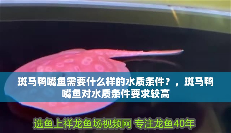 斑馬鴨嘴魚需要什么樣的水質條件？，斑馬鴨嘴魚對水質條件要求較高 斑馬鴨嘴魚需要什么樣的水質條件？，斑馬鴨嘴魚對水質條件要求較高 龍魚百科